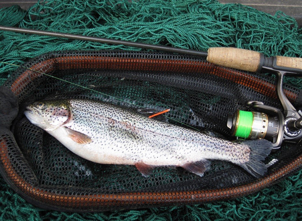 Let’s Fish for Trout!