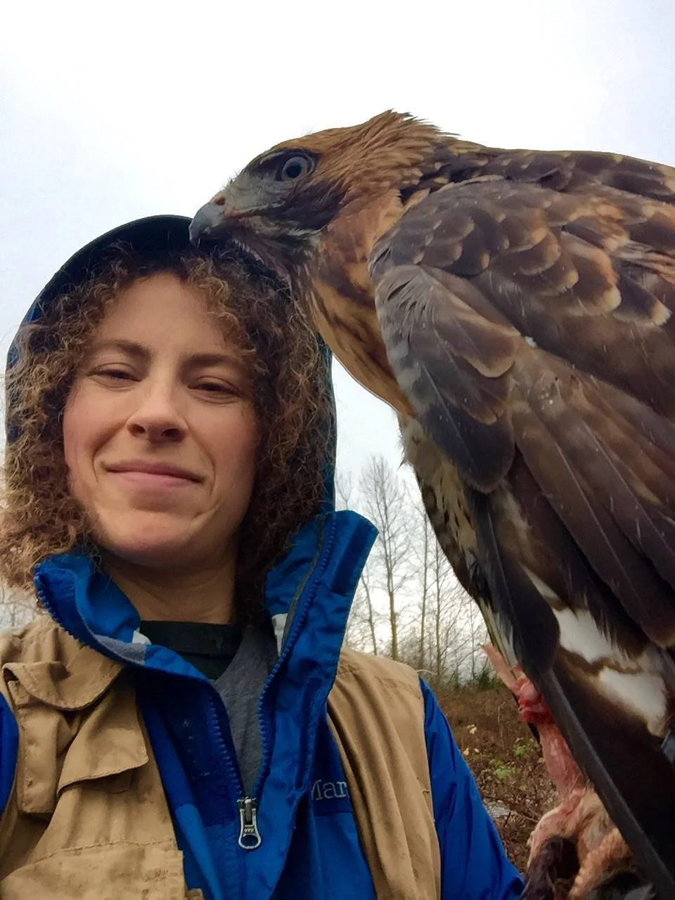 Getting Into Falconry