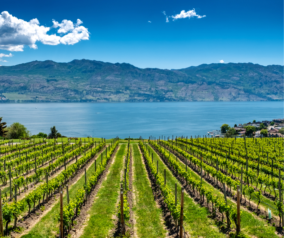 Vineyard with rows of grapevines overlooking a lake and mountains under a partly cloudy sky.