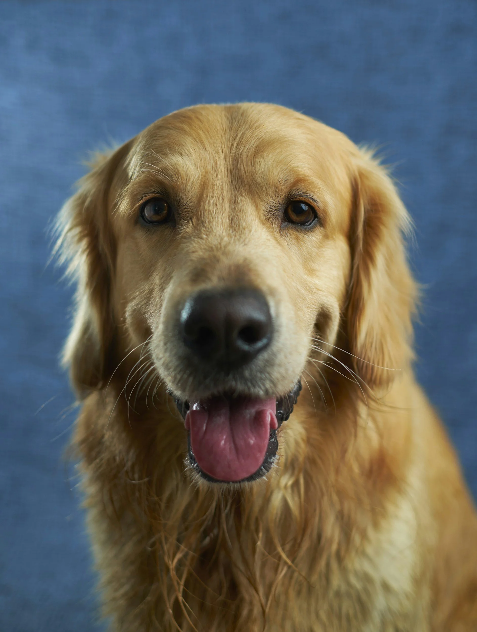 Close-up of a happy golden retriever dog with a blue background.
