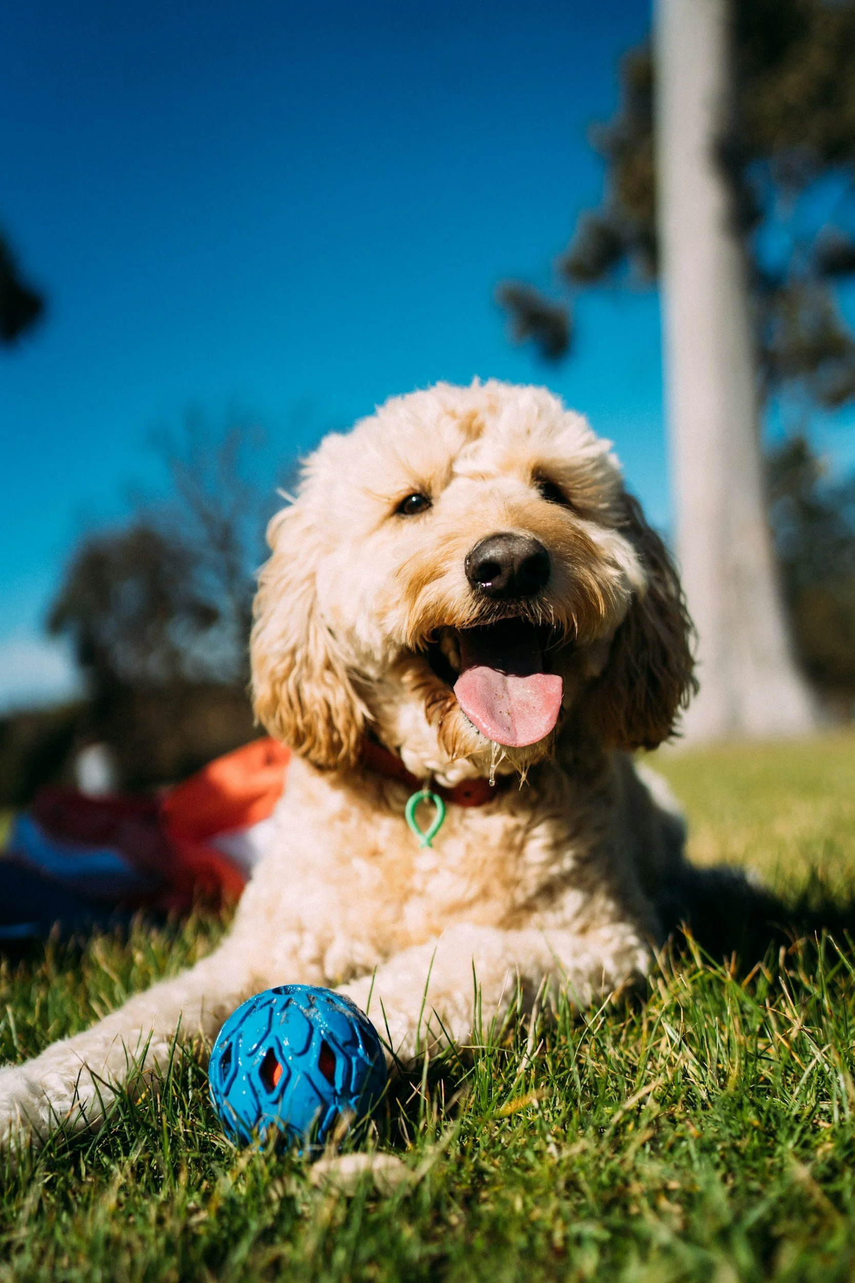 A happy, fluffy, cream-colored dog lying on green grass with a blue rubber ball in front. The dog is outdoors on a sunny day, with a clear blue sky and trees in the background.