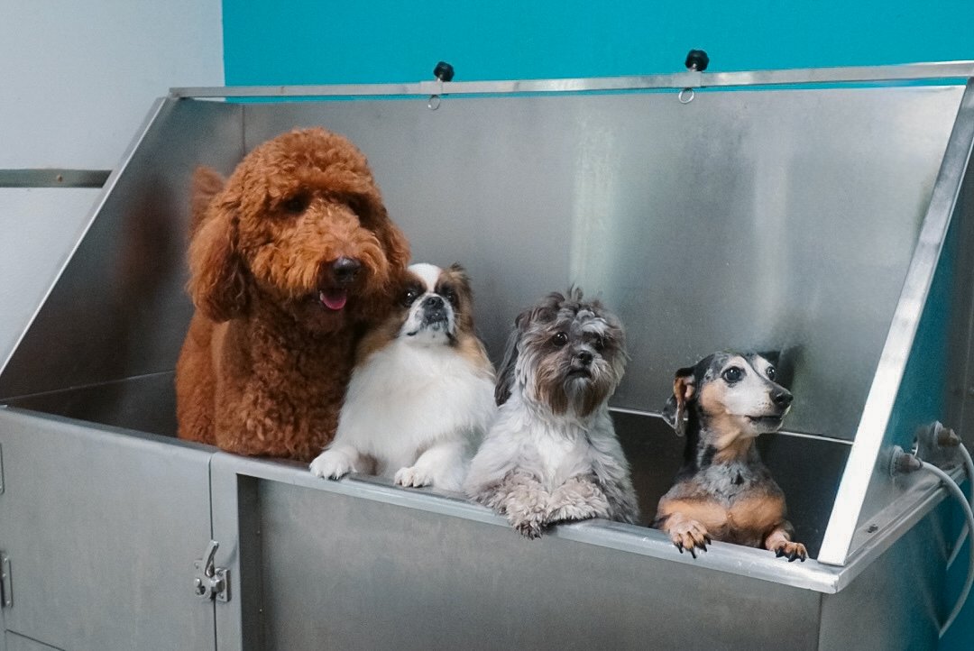 Four dogs sitting inside a metal washing station, with a blue wall in the background.