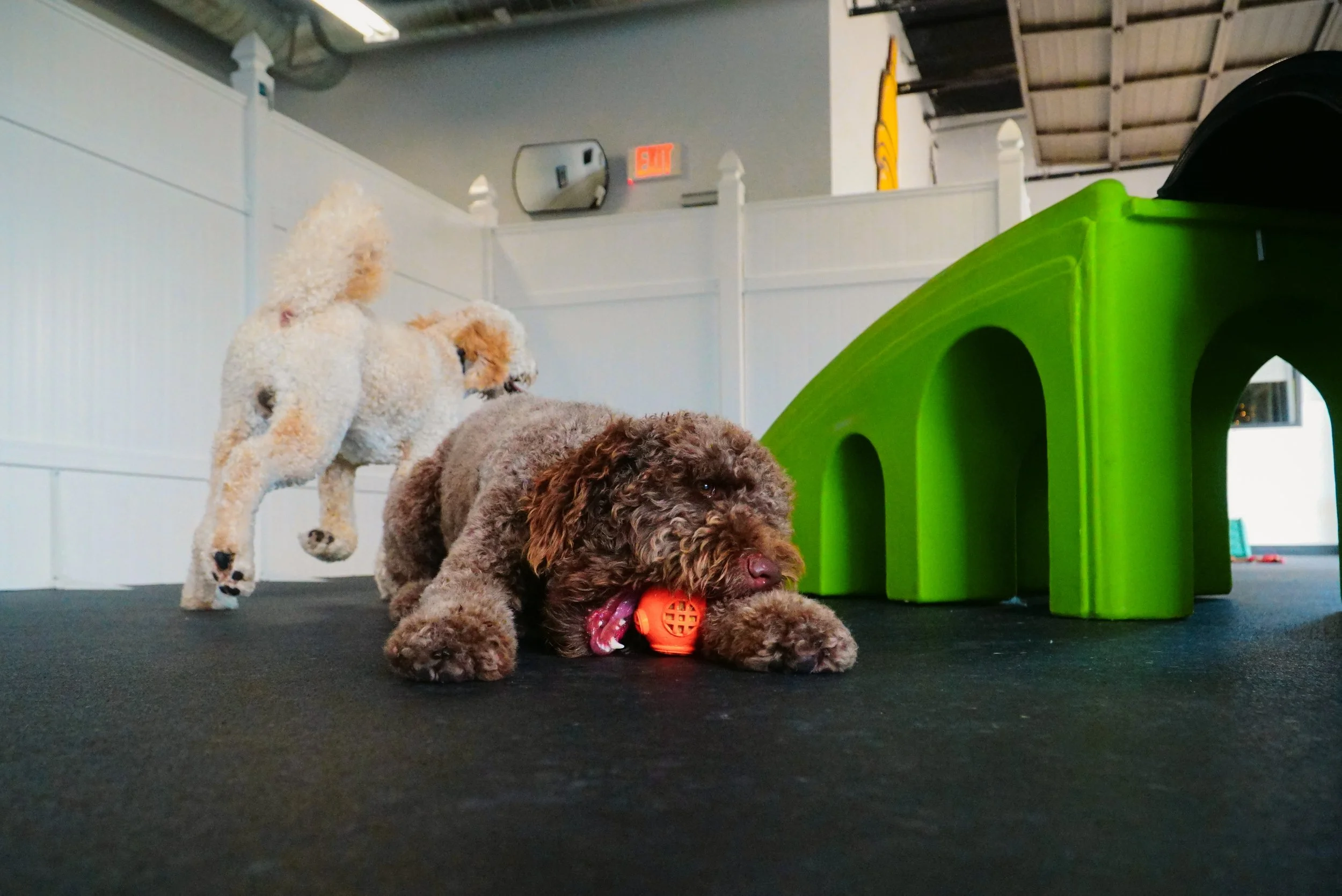 Two puppies playing on a black surface in an indoor space. One puppy is a brown curly-haired dog chewing an orange ball, the other is a cream-colored poodle standing behind it. There is a large green plastic structure and a white wall with an exit si