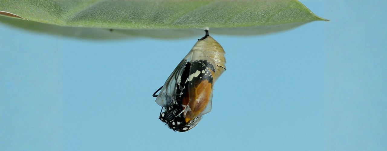 Navigating Change: Integrating Shadow Work for Deeper Transformation