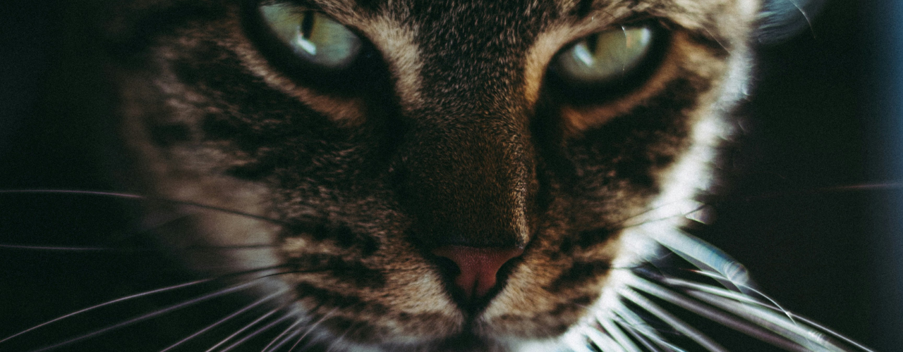 Aligning Intentions with Shadow Work for Personal Growth and Transformation