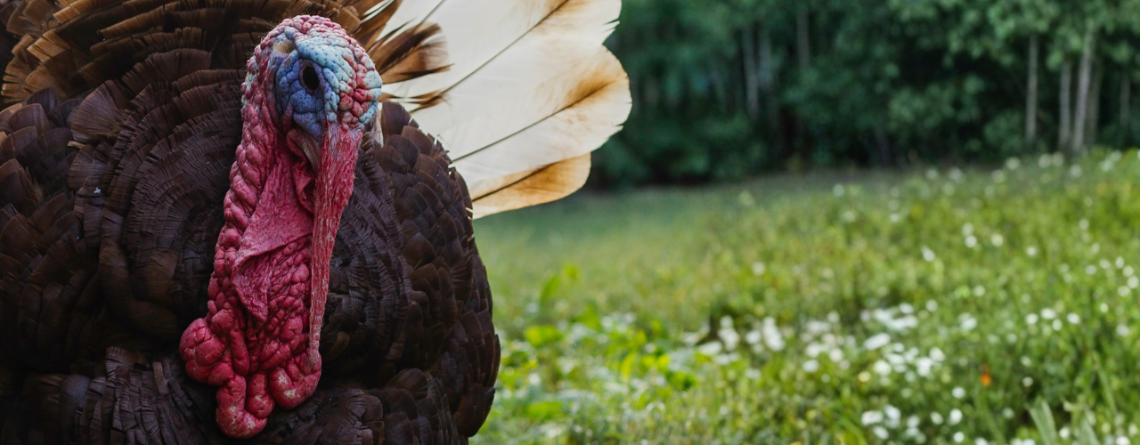 Thanksgiving, Family, and Shadow Work