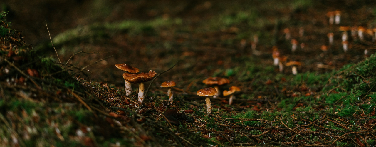 Scientific Evidence for Psychedelics and Health Behavior Change