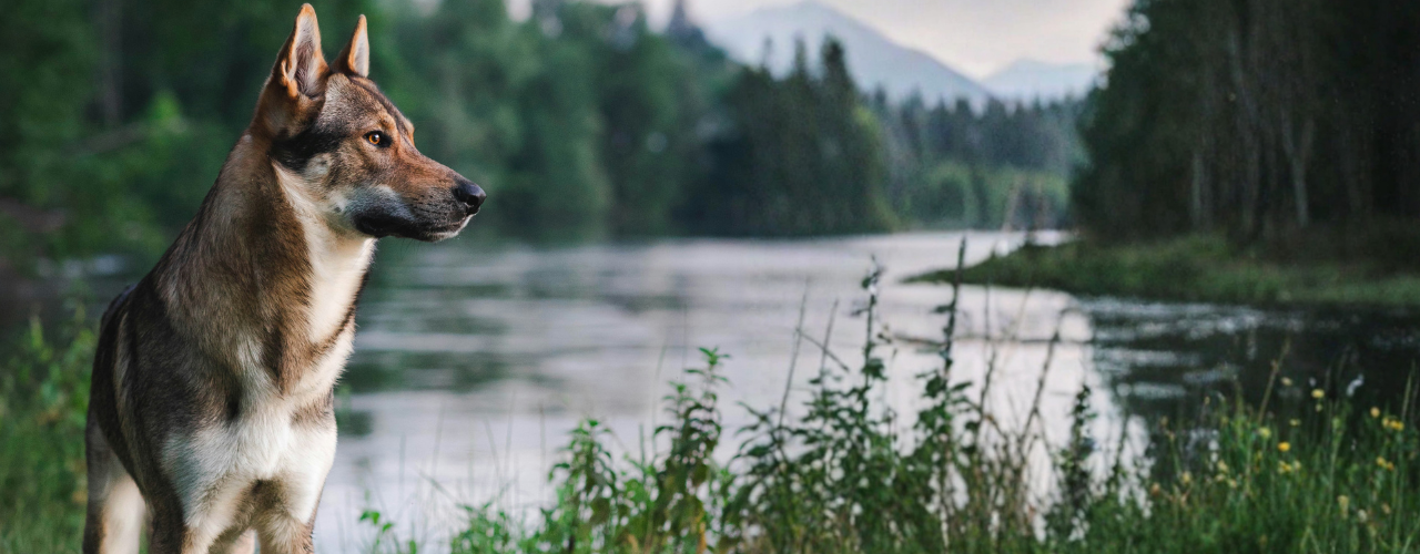 Of Wolves, Rivers, and Us