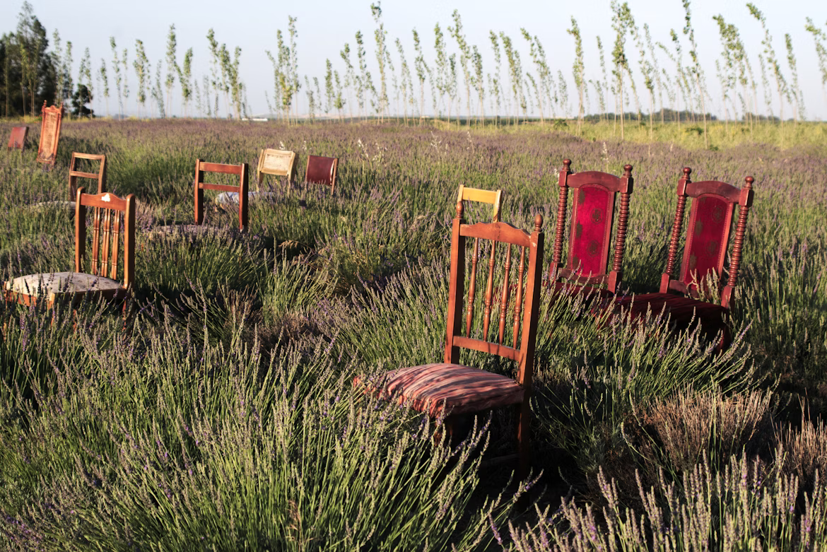 Old wooden chairs arranged in a field of lavender with trees in the background under a clear sky.