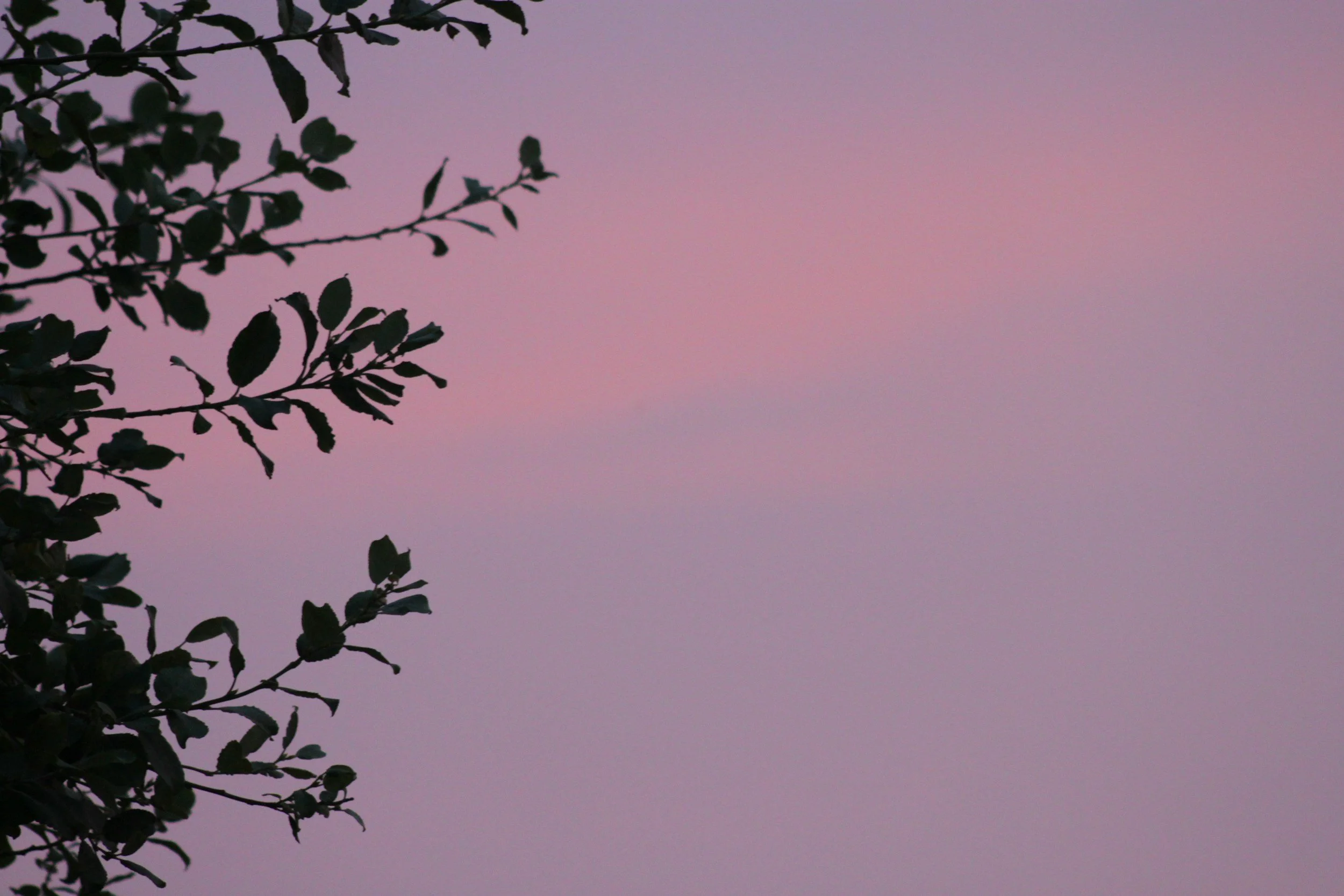 Tree branches with leaves silhouetted against a pastel pink and purple sky during sunset.