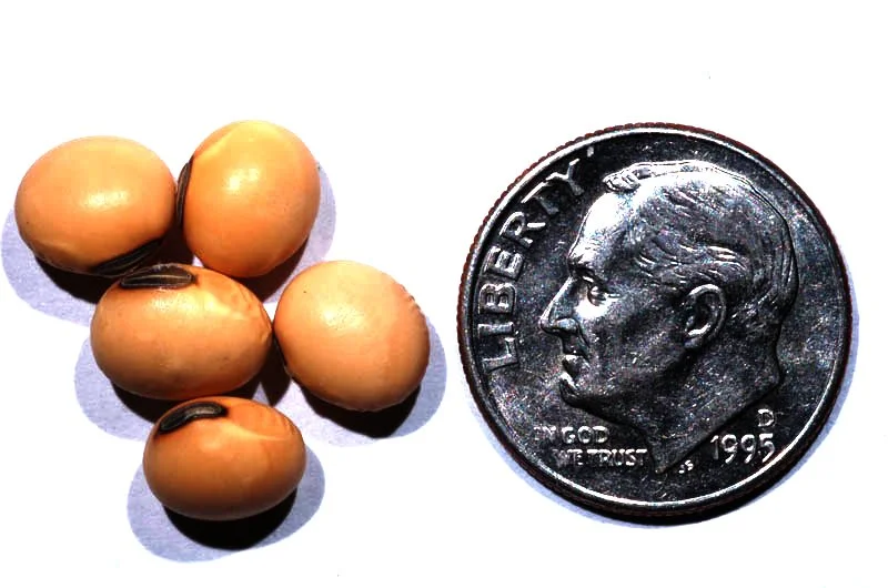 Soybean Investigations: Midwest Soy in the World