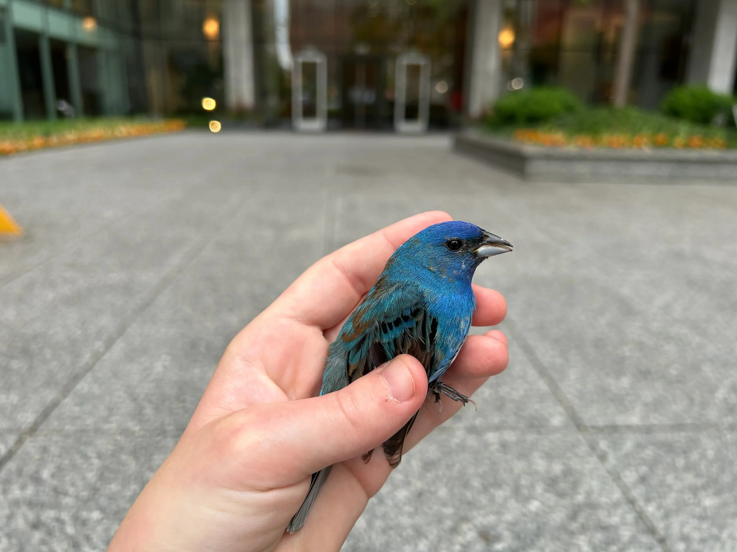 Job Night: Bird Migration
