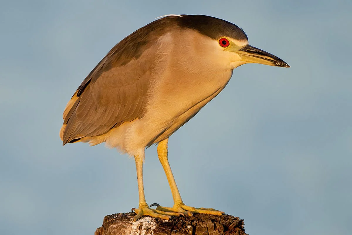 Listening to Herons: Soundscape Composition at the Microsound Level