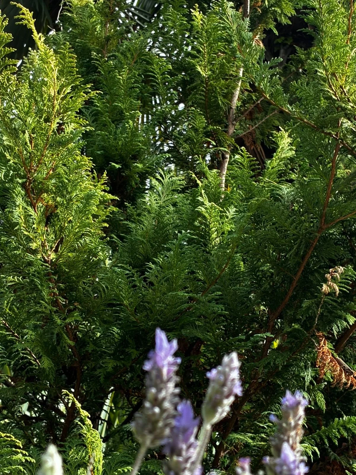 Tem algo de especial em estar em contato com a natureza.
A vegeta&ccedil;&atilde;o aqui n&atilde;o &eacute; decora&ccedil;&atilde;o, &eacute; parte do dia a dia e tr&aacute;s um ar muito bom pro ambiente.