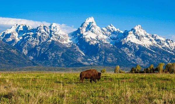 alpine_wyoming_mountains_bisonbuffalo.webp