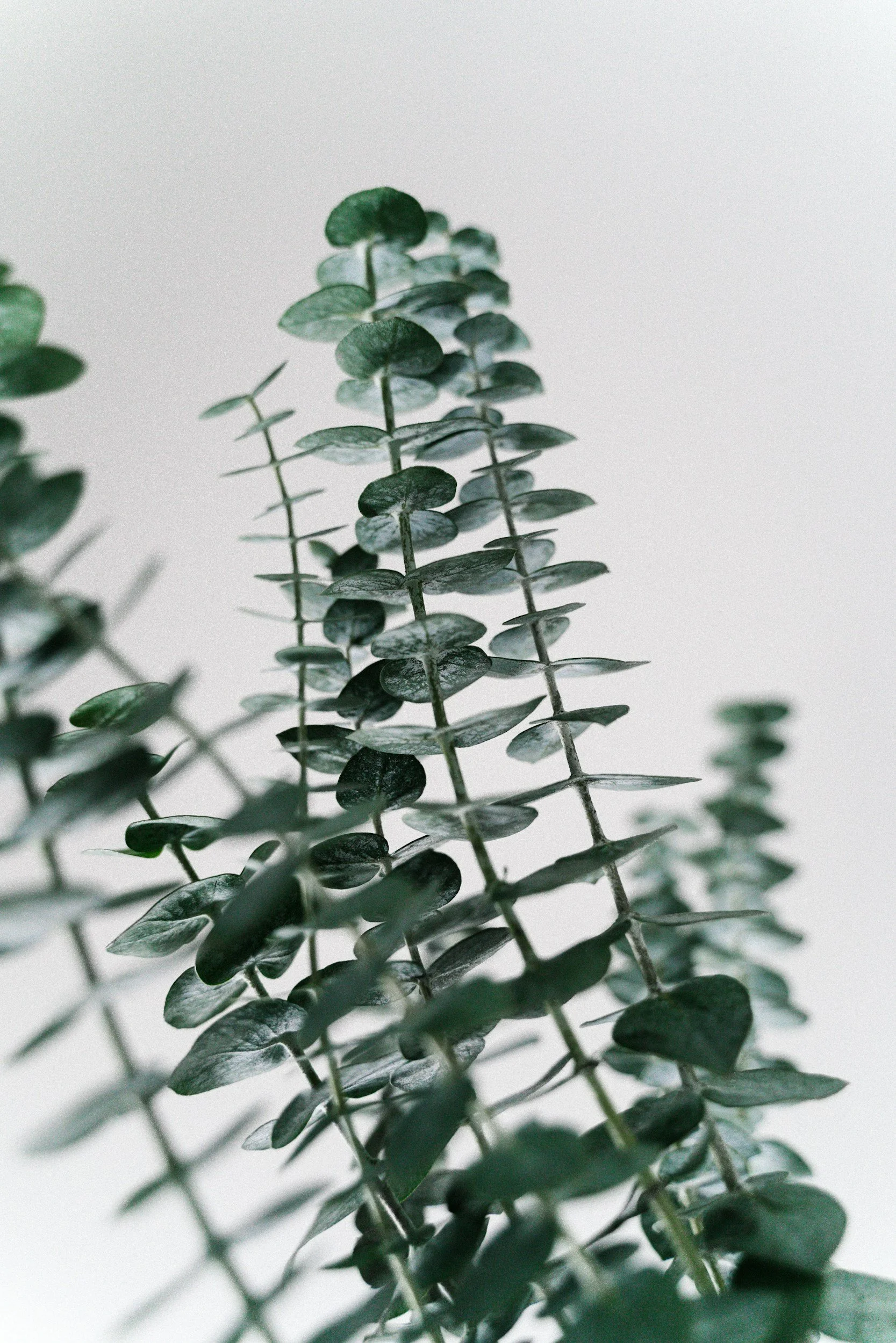 Close-up of green eucalyptus leaves on stems against a white background.