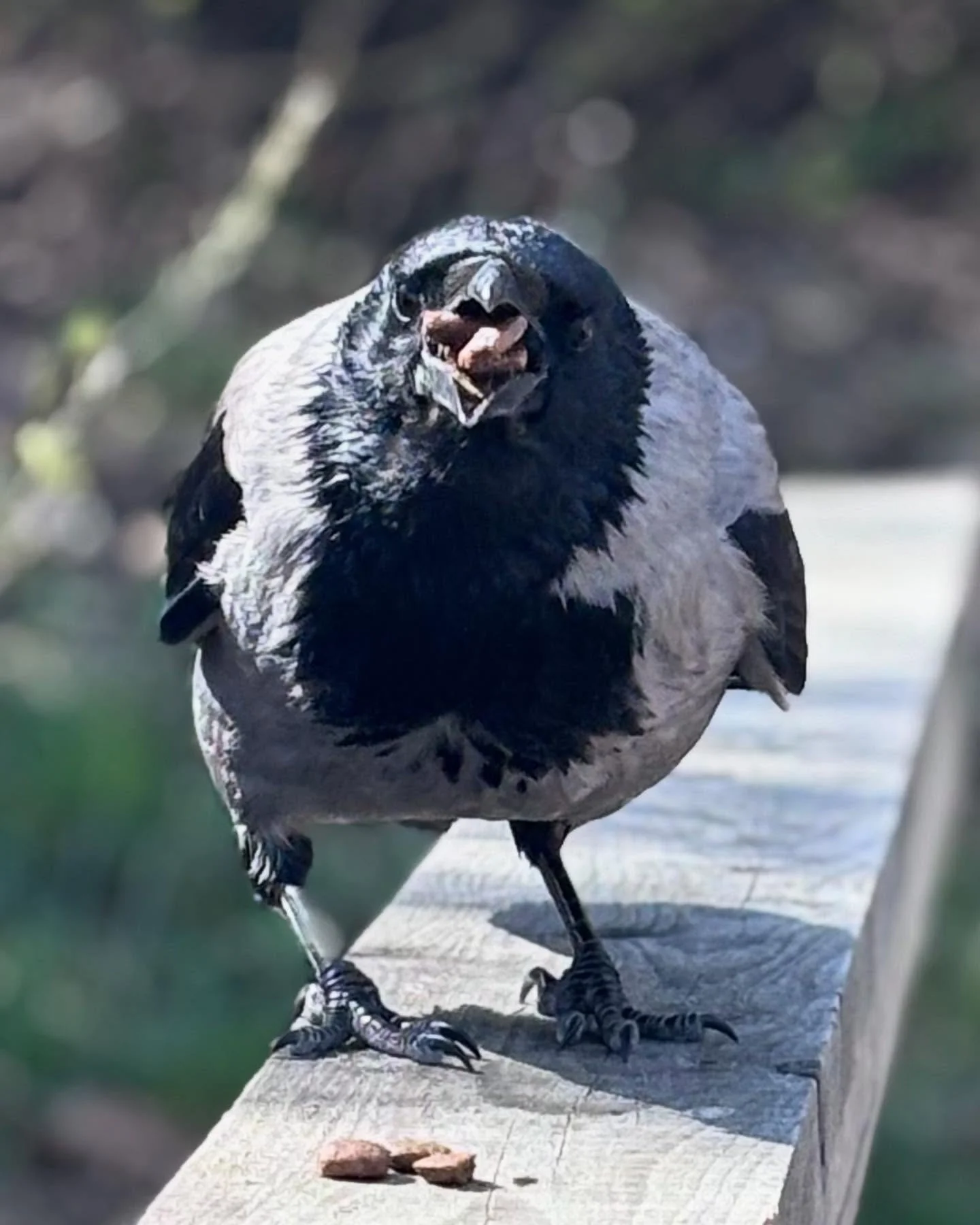 Krage var lidt sulten efter hundeguf #krage #fugleadf&aelig;rd #naturfortrolighed #gl&aelig;de