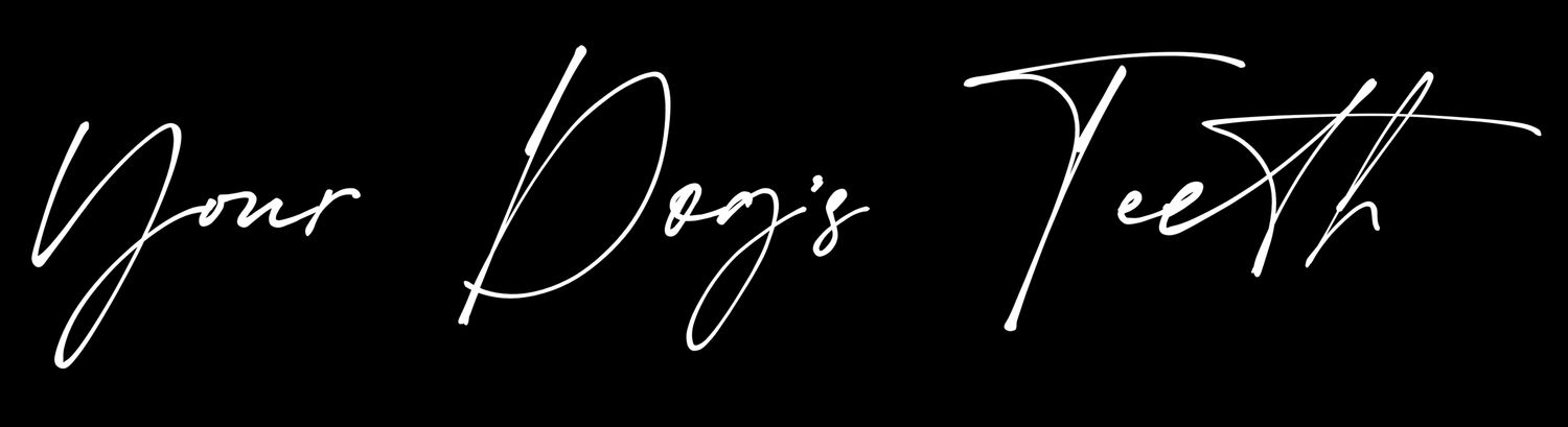 Your Dog&#x27;s Teeth ・❥・