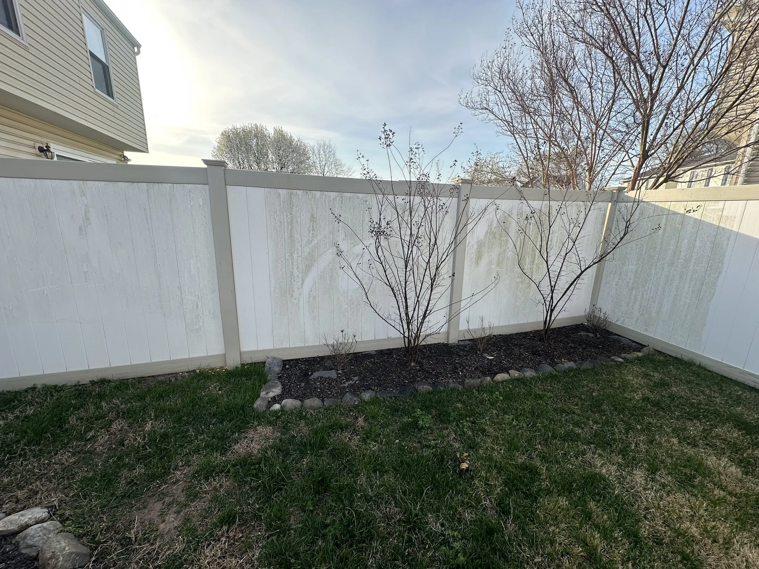 Two leafless bushes in a garden bed with rocks, in front of a white vinyl fence, on a partly cloudy day with trees and the side of a house in the background.