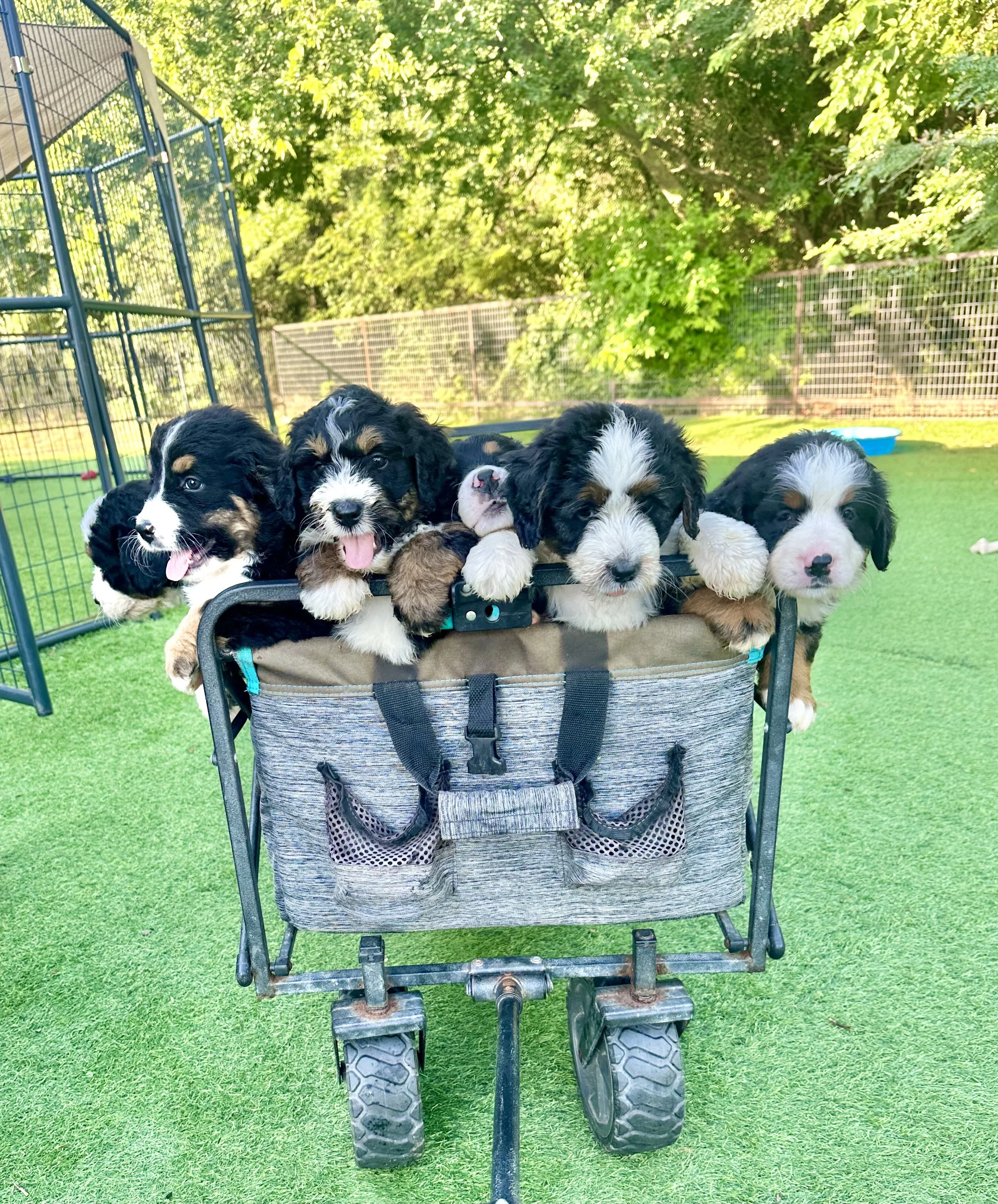 Six adorable Bernese Mountain Dog puppies sitting in a gray wagon on a grassy yard, surrounded by trees.