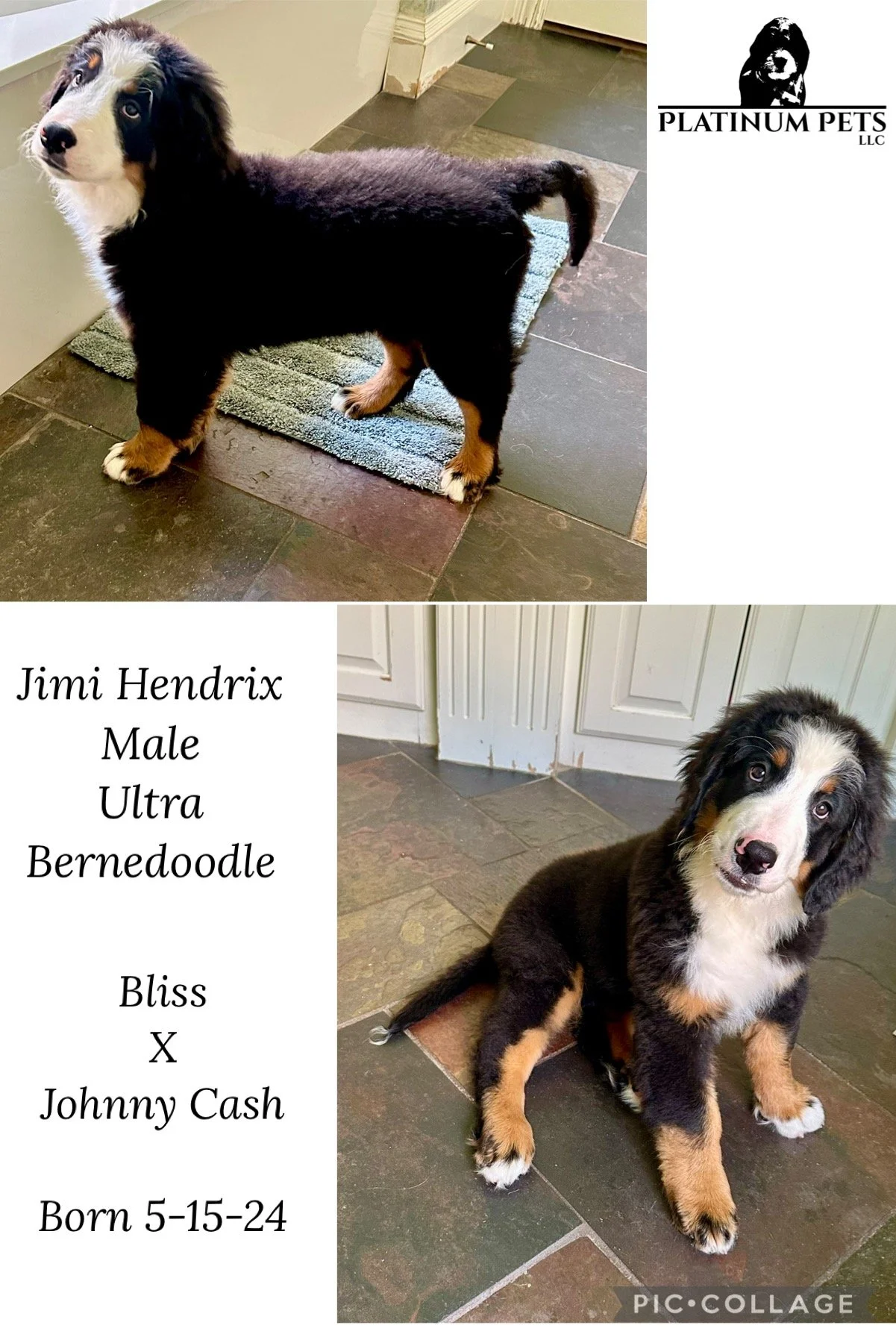 Cute Bernedoodle puppy named Jimi Hendrix, male, ultra, sitting on a tiled floor with black, white, and tan fur, looking at the camera.