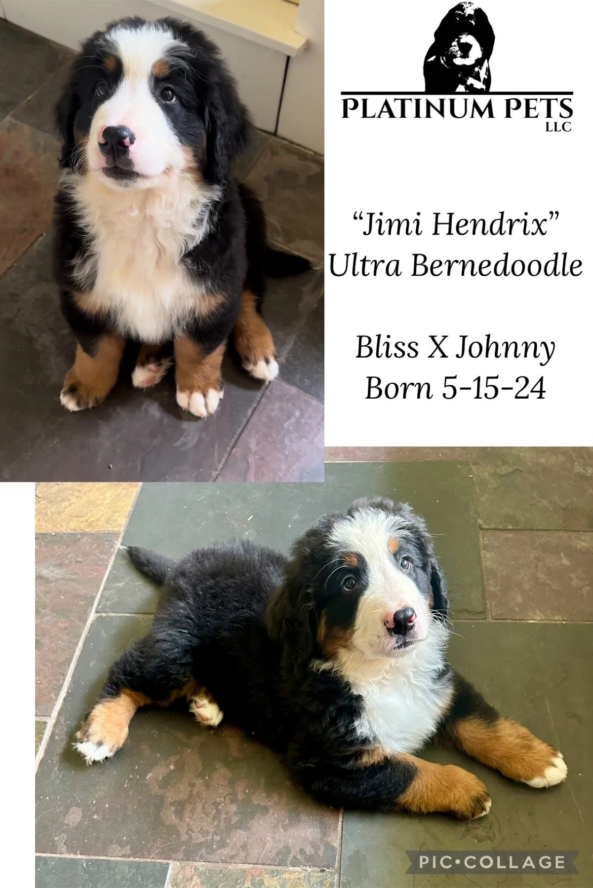 Two photos of a black, white, and tan Australian Shepherd puppy, named Jimi Hendrix. The puppy has a distinctive coloring, with one photo showing the puppy sitting upright and the other lying on the floor. The images include a logo for Platinum Pets 