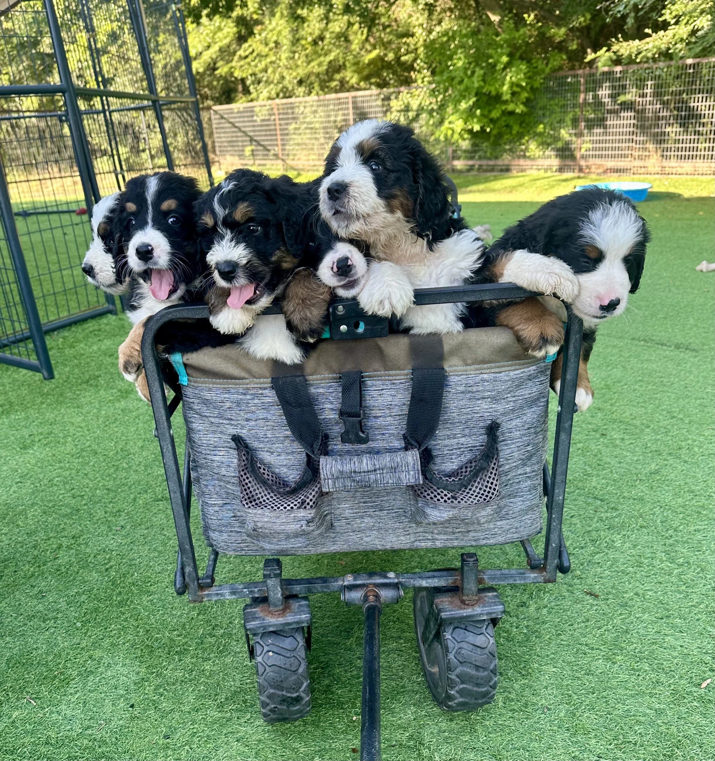 Five adorable black, white, and tan puppies sitting in a grey and brown stroller outdoors on grass, with a fenced yard and trees in the background.