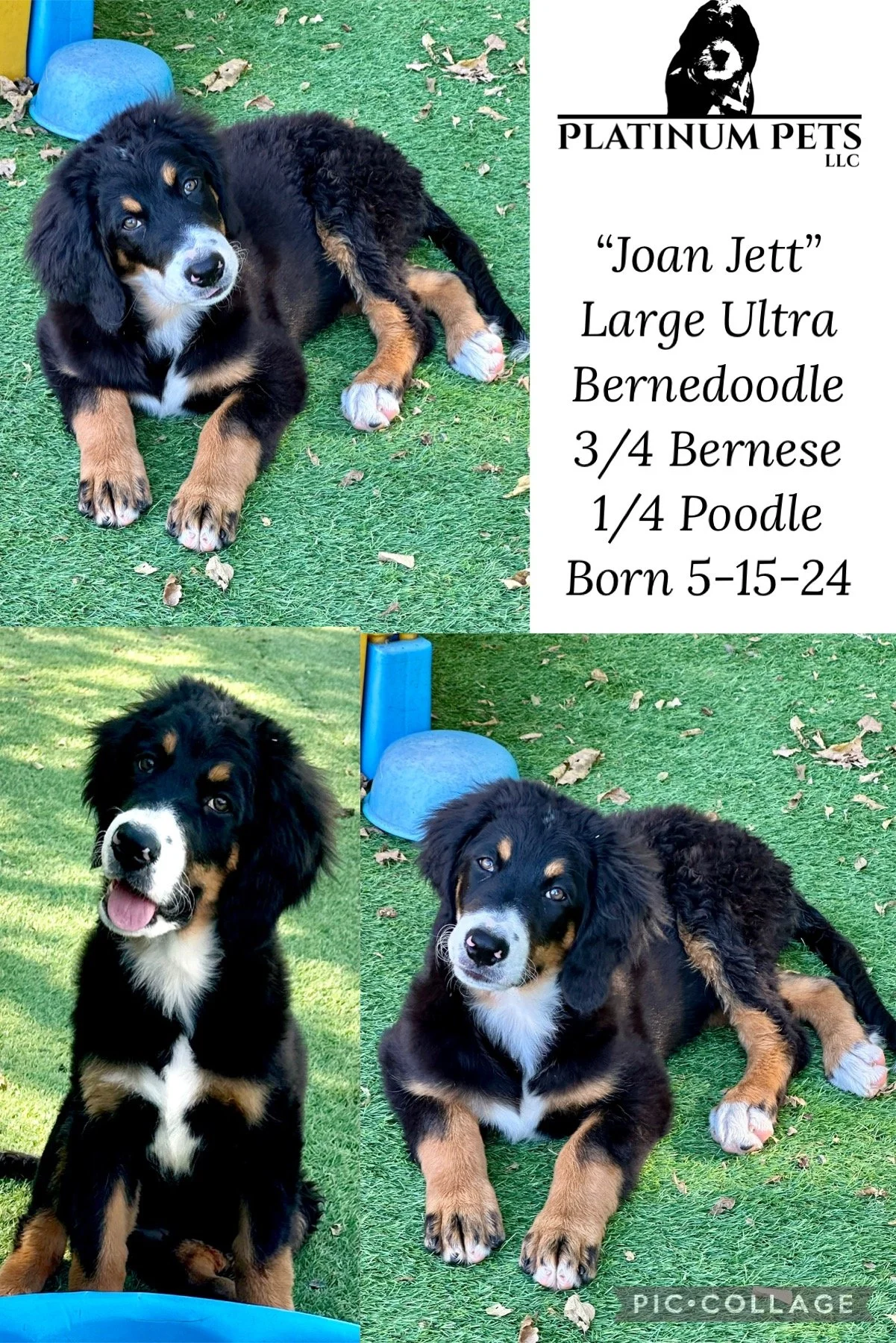 Collage of two photos of a large Bernedoodle puppy with black, tan, and white fur, lying on green artificial grass, with a light blue toy and a background of fallen leaves, and a third photo of the same puppy sitting outdoors with a grassy background
