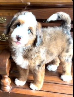 Adorable Australian Shepherd puppy with blue eyes standing on wooden floor.