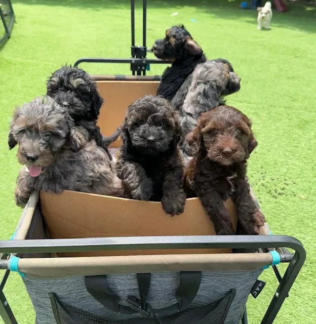 Six fluffy puppies with dark and gray fur sitting in a brown wagon on artificial grass.