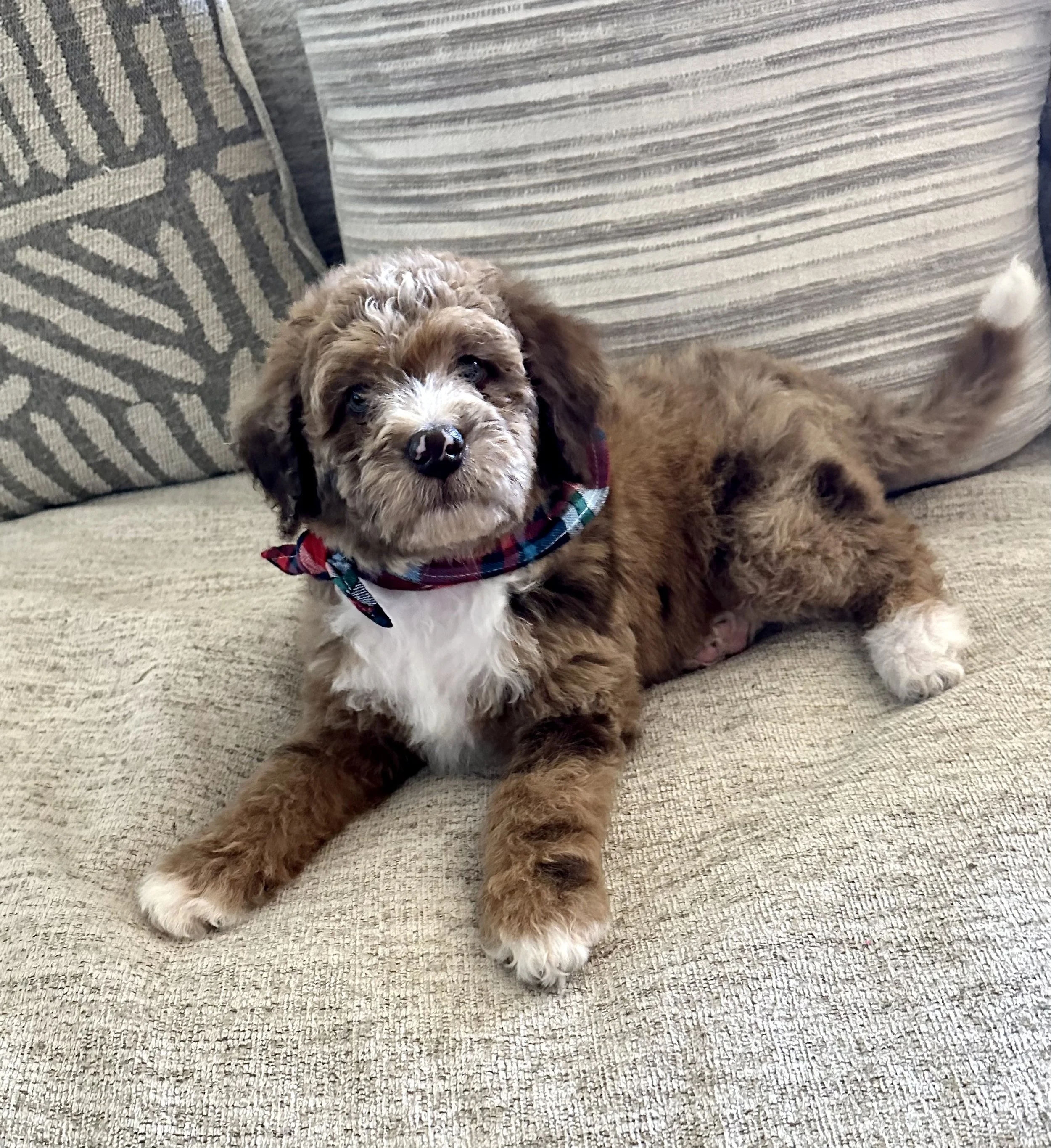A cute brown and white puppy with curly fur lying on a beige couch, wearing a red, blue, and green plaid bandana around its neck.