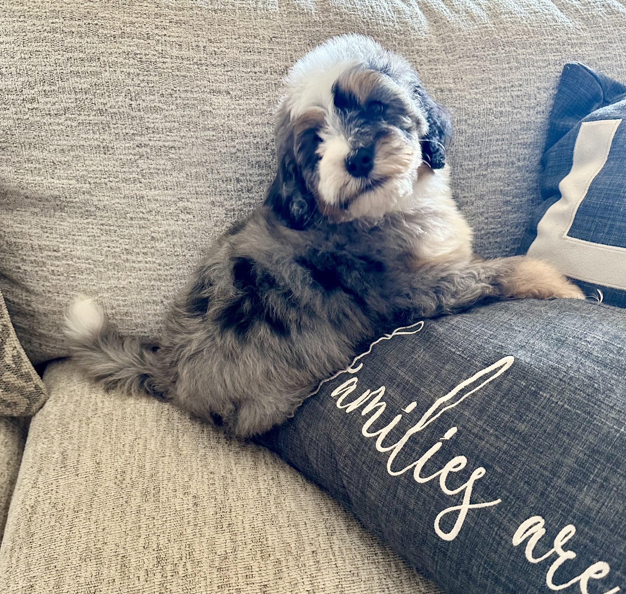 A fluffy puppy with a black, white, and tan coat sitting on a couch next to a decorative pillow that reads "Whenever are".