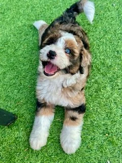 Adorable brown and white puppy with blue eyes lying on green grass, smiling with its tongue out.