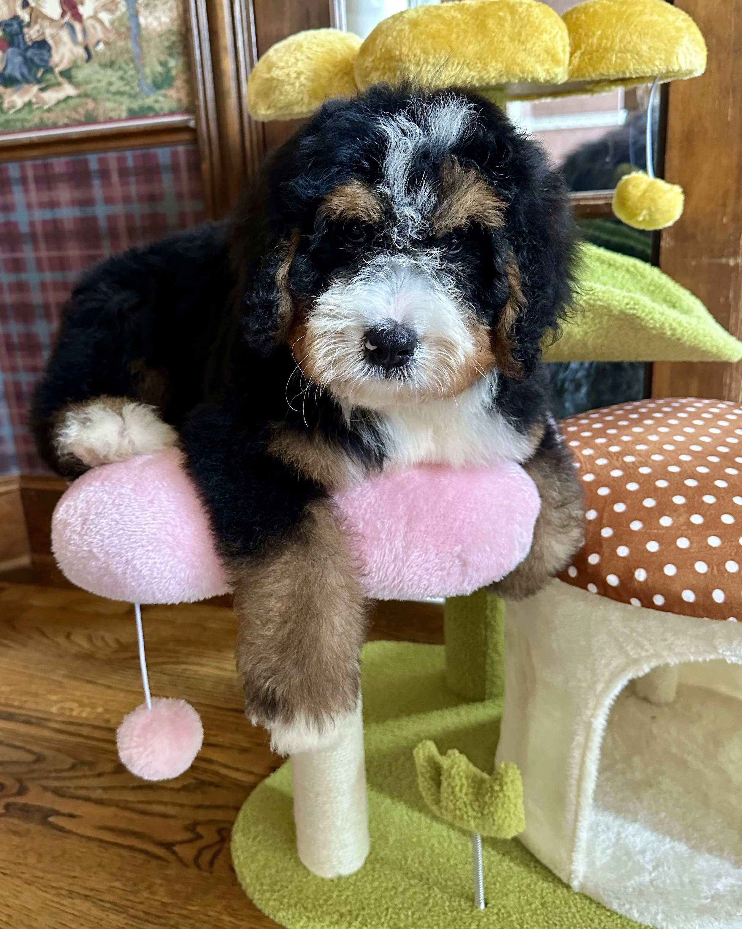 Adorable fluffy puppy with black, white, and brown fur laying on a pink and green cat tree in a cozy home setting.