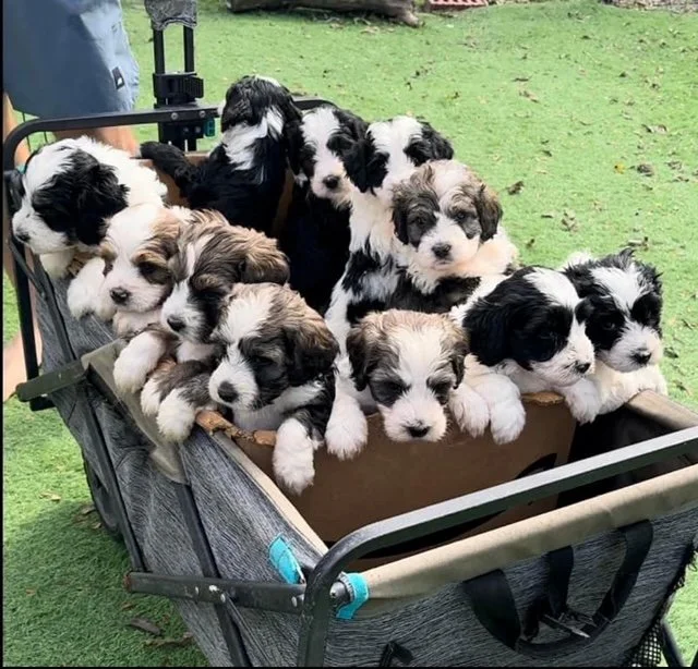 A group of adorable Border Collie puppies in a cart outdoors on grass.