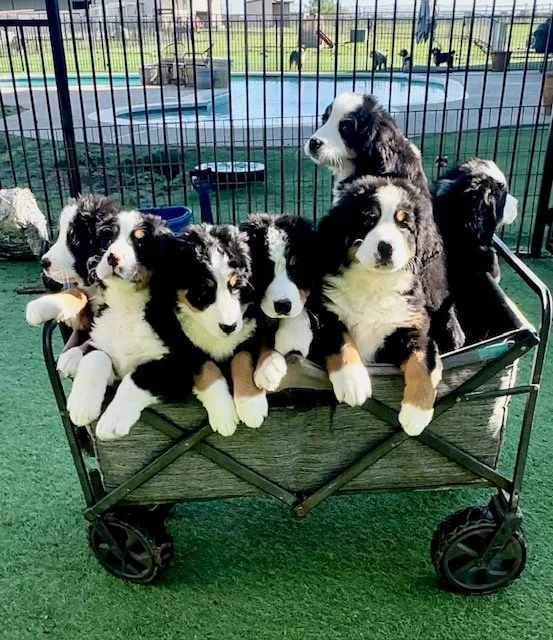 Six adorable Border Collie puppies sitting in a wagon at a dog park