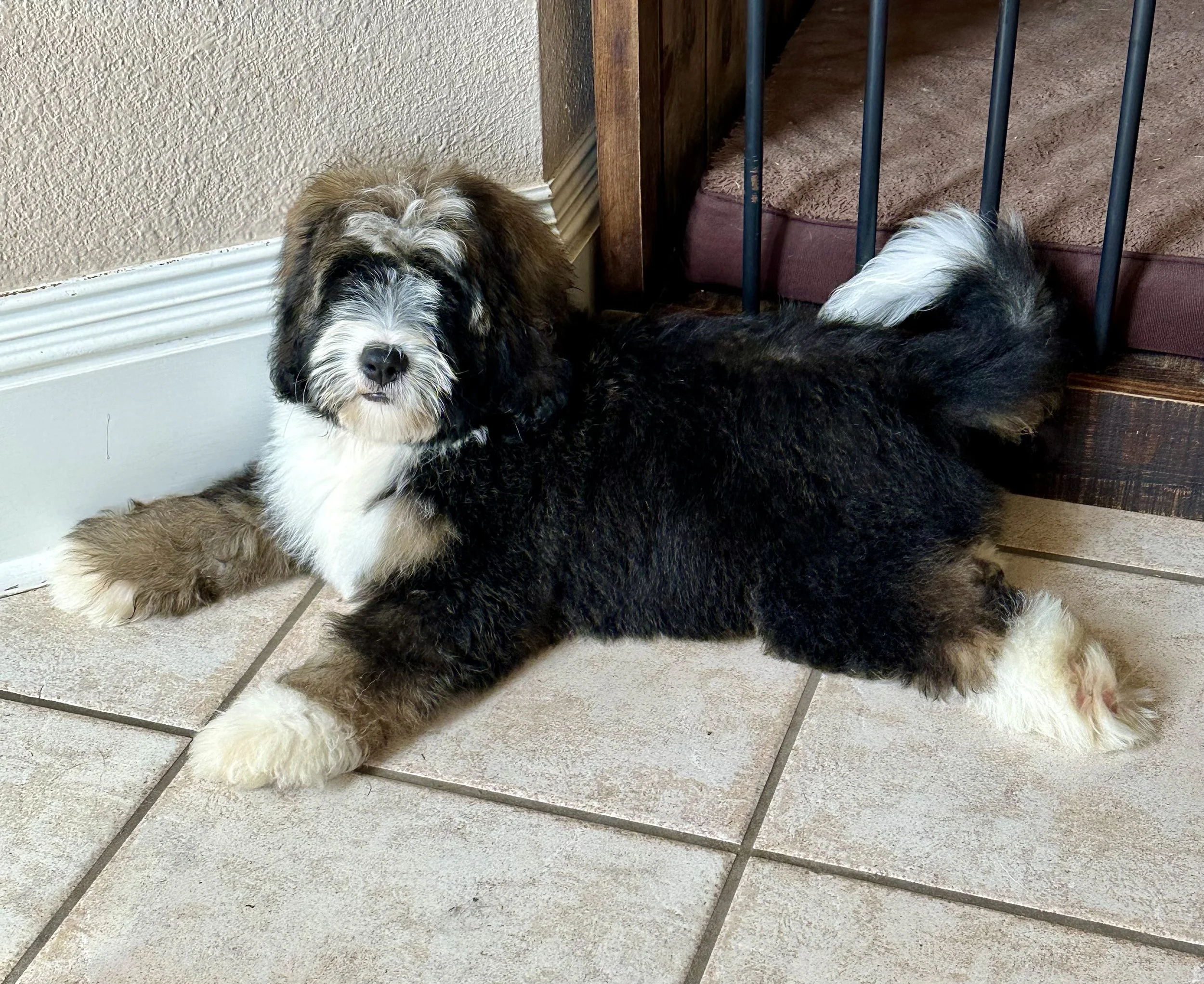 A fluffy Australian Shepherd puppy lying on a tiled floor with a white, black, brown, and gray coat, near a wall and dog bed with metal bars.