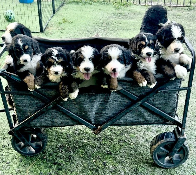 Seven black and white puppies sitting in a black utility wagon outdoors, with a green lawn and a fence in the background.