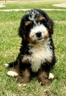A cute black, white, and tan puppy sitting on grass outdoors.