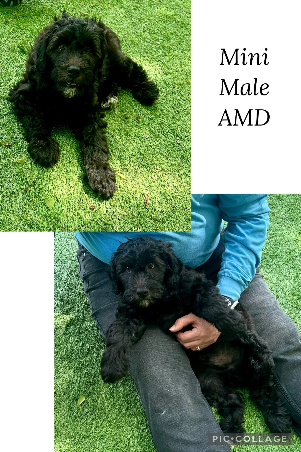 A black puppy lying on grass, shown in two different pictures: one alone and the other being held by a person wearing a blue jacket. Text overlay reads: "Mini Male AMD."