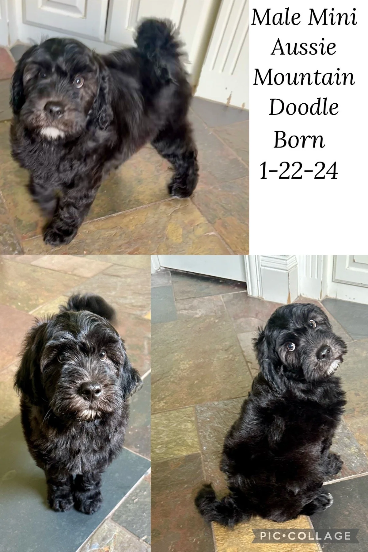 Three photos of a black and gray male miniature Australian Mountain Doodle puppy, born on January 22, 2024, standing on a tiled floor near a door, looking at the camera with a curious expression.