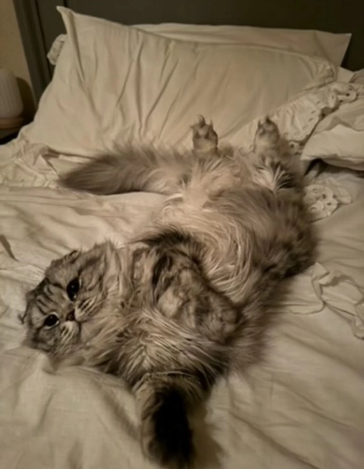A long-haired cat lying on its back on a bed with cream-colored sheets, with its belly exposed and paws up in the air.