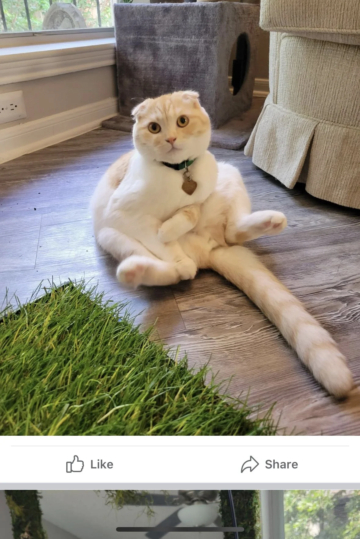A cream-colored cat with large eyes and folded ears sitting on a hardwood floor, looking at the camera. The cat wears a green collar with a heart-shaped tag. There is a patch of green grass in the foreground, and a gray cat scratching post and a beig