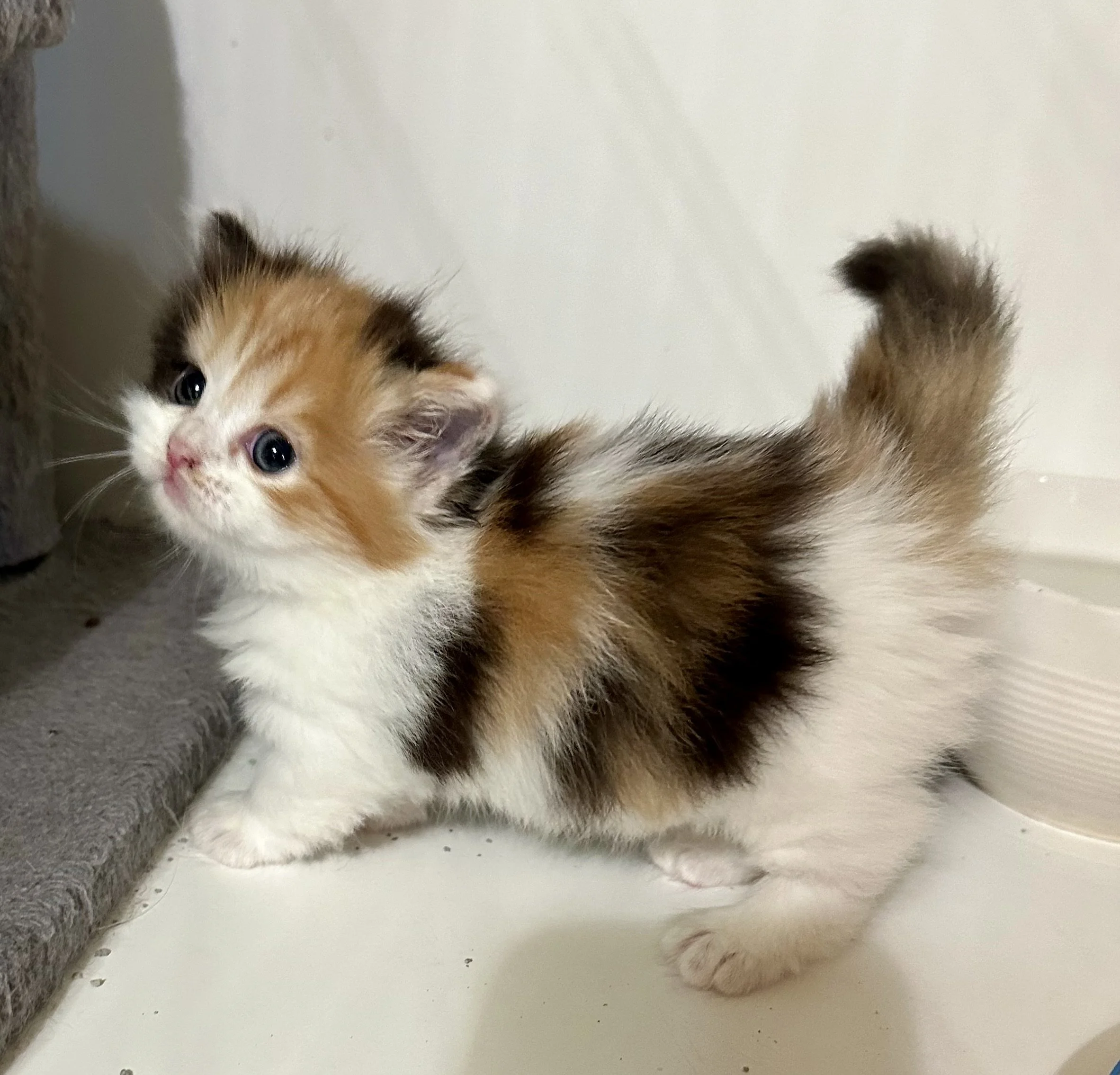 A small, fluffy calico kitten with white, orange, and black fur standing on a white surface next to a gray carpet.