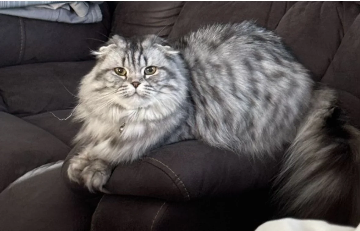 A long-haired, gray tabby cat with green eyes lounging on a dark brown sofa.