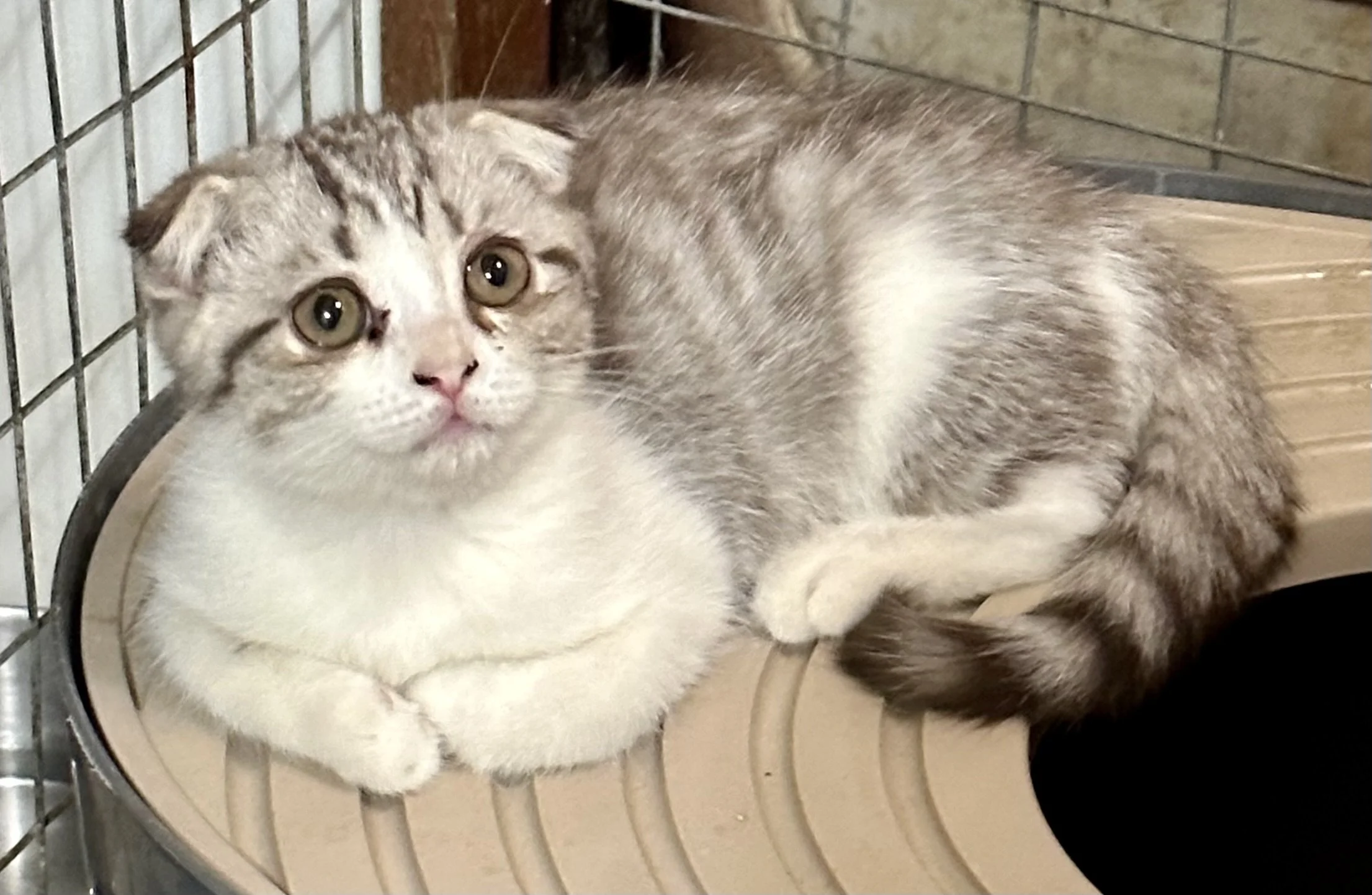 A gray and white kitten with folded ears lying on a beige litter box