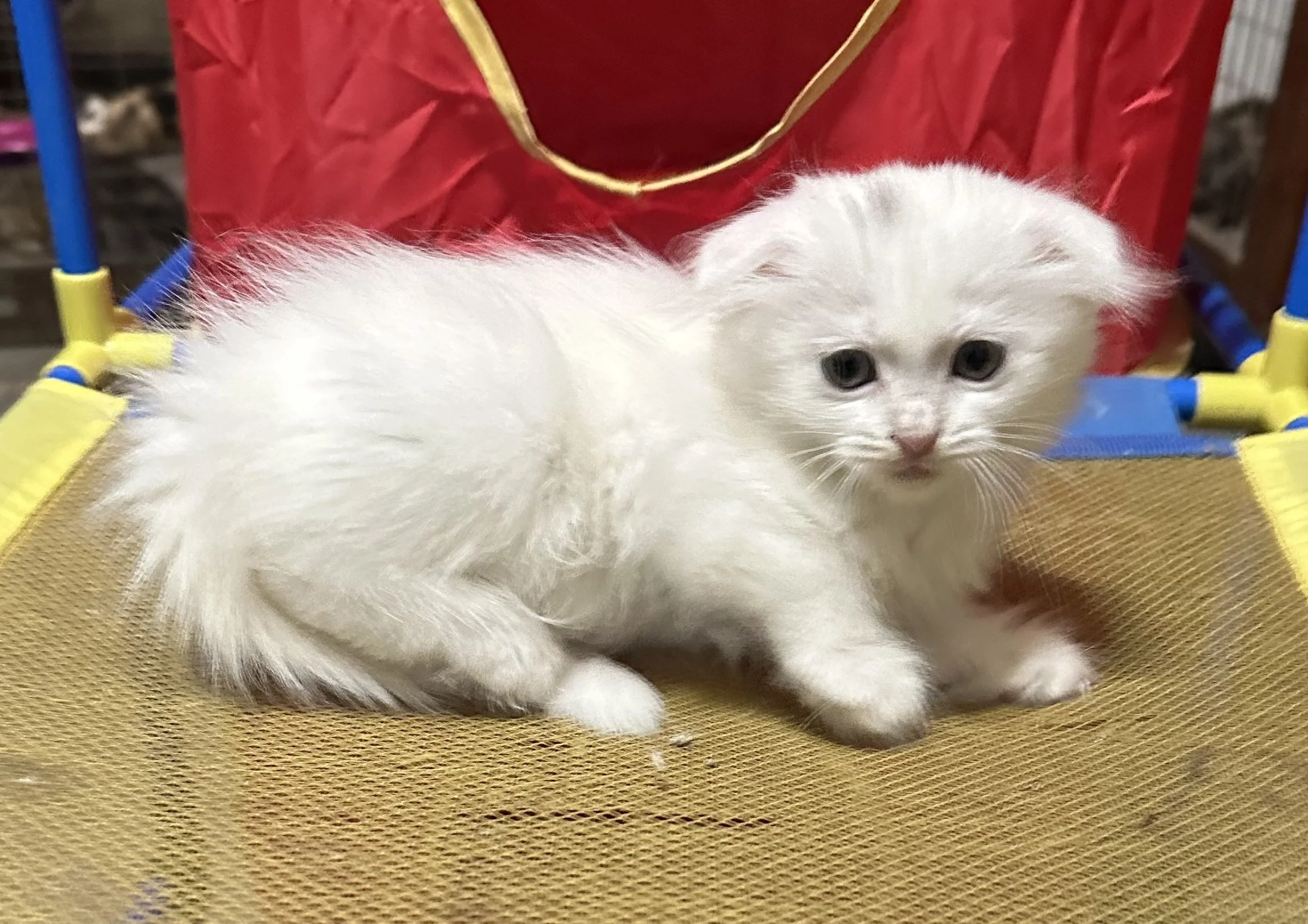 A small white kitten with fluffy fur and blue eyes, sitting on a yellow mesh surface, with a red cloth in the background.