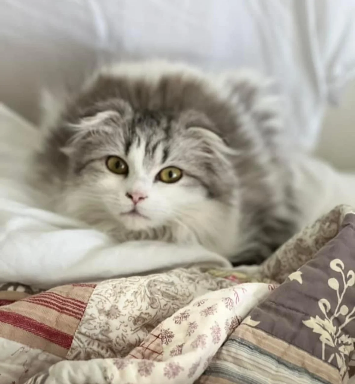 A fluffy gray and white cat with yellow eyes resting on quilted bedding.