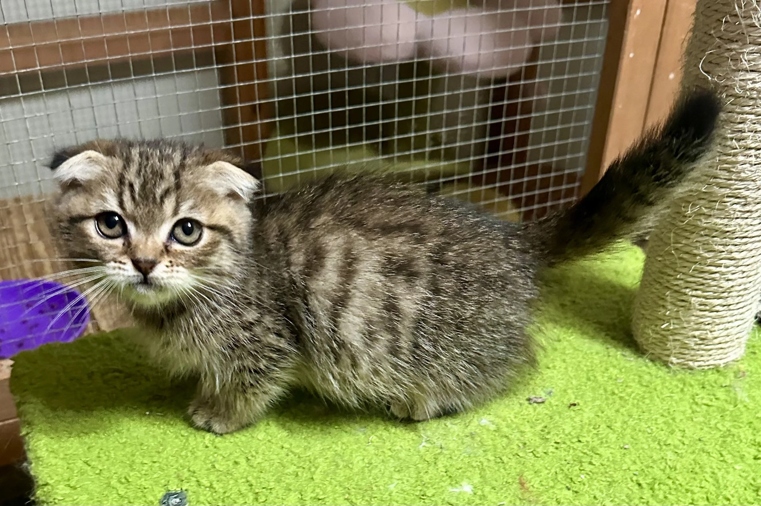 A young tabby kitten with gray and black striped fur, big greenish eyes, and folded ears, standing on a lime green carpet next to a beige scratching post, inside a wire enclosure.