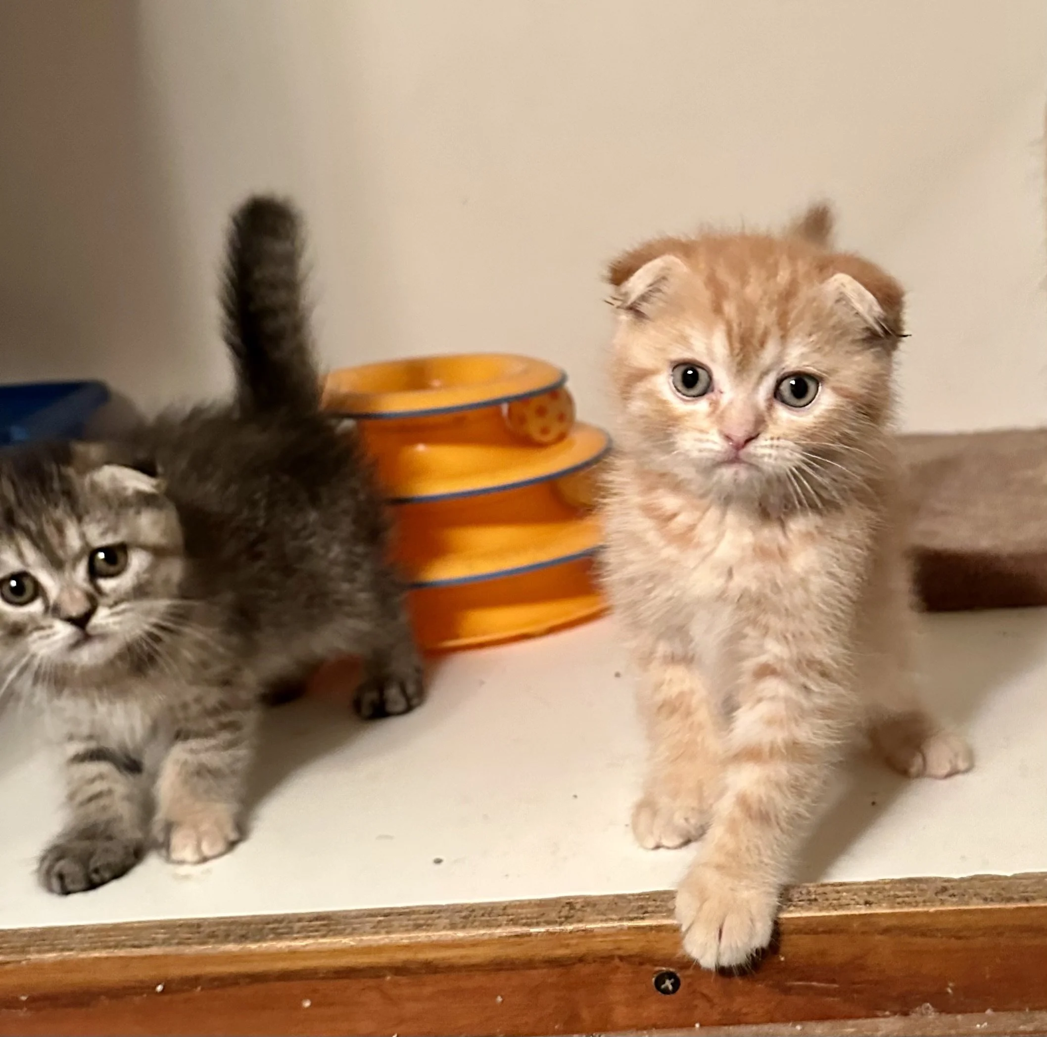 Two small kittens, one with brown striped fur and one with orange fur, standing on a table with stacked orange bowls in the background.